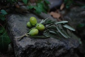 Olive Oil